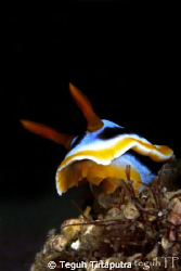 Chromodoris annae, nudibranch. Catured using Canon EOS 40... by Teguh Tirtaputra 